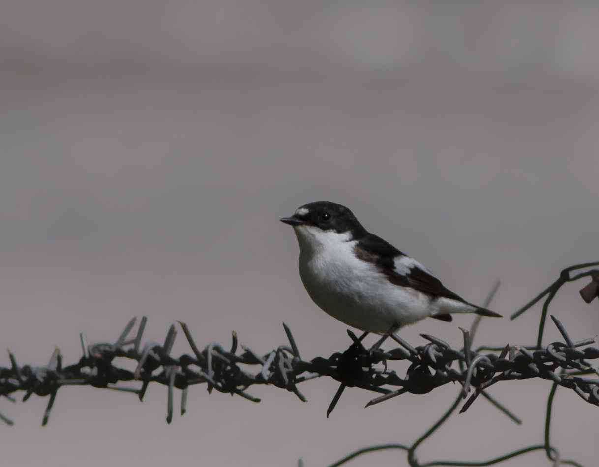European Pied Flycatcher